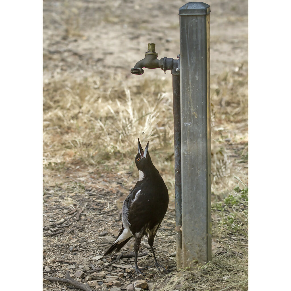 Magpie & Drip A3