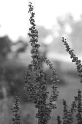 DSC_0019
