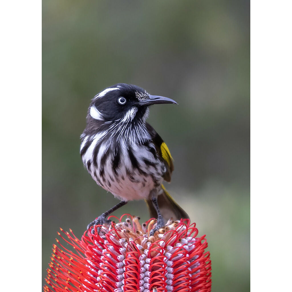 New Holland Honeyeater A3