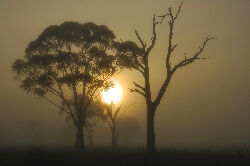 fog