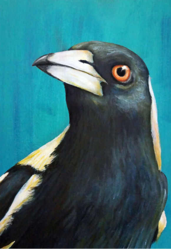magpie