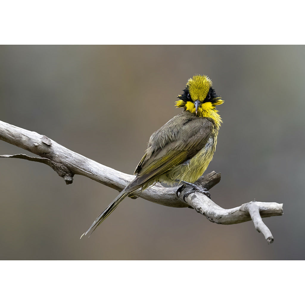 Yellow-tufted Honeyeater A3