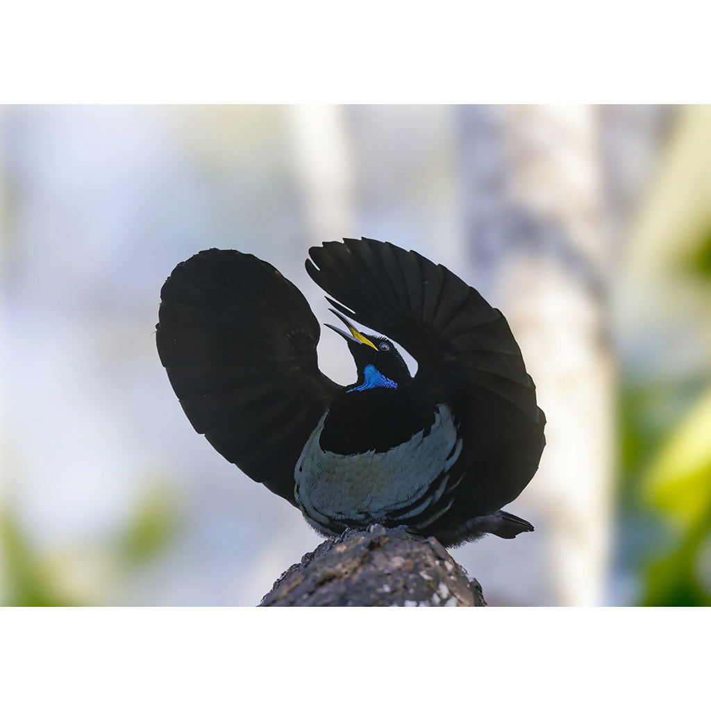 Victoria's Riflebird A3