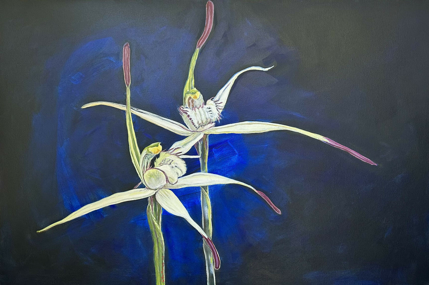 Stiff White Spider Orchid