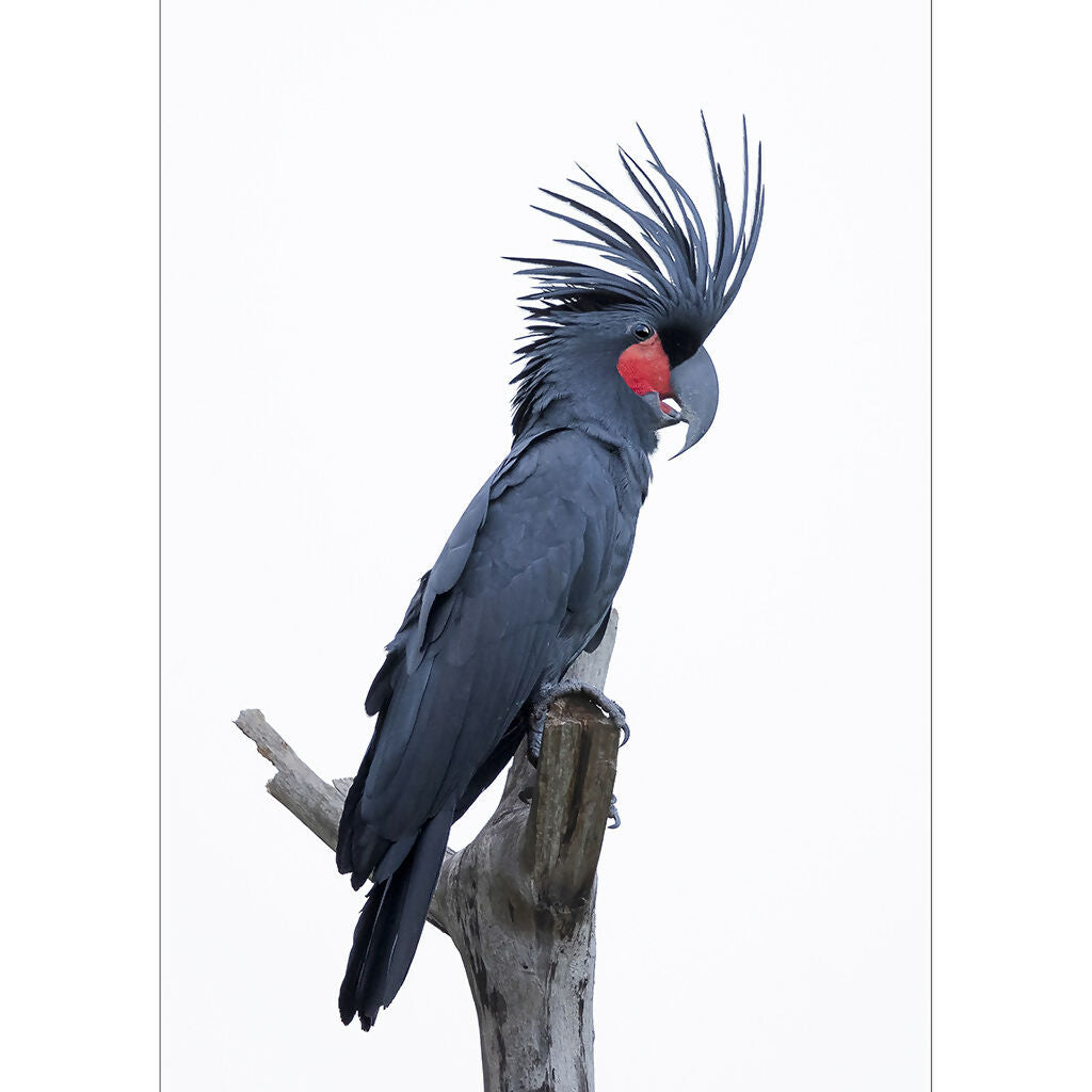Palm Cockatoo A3