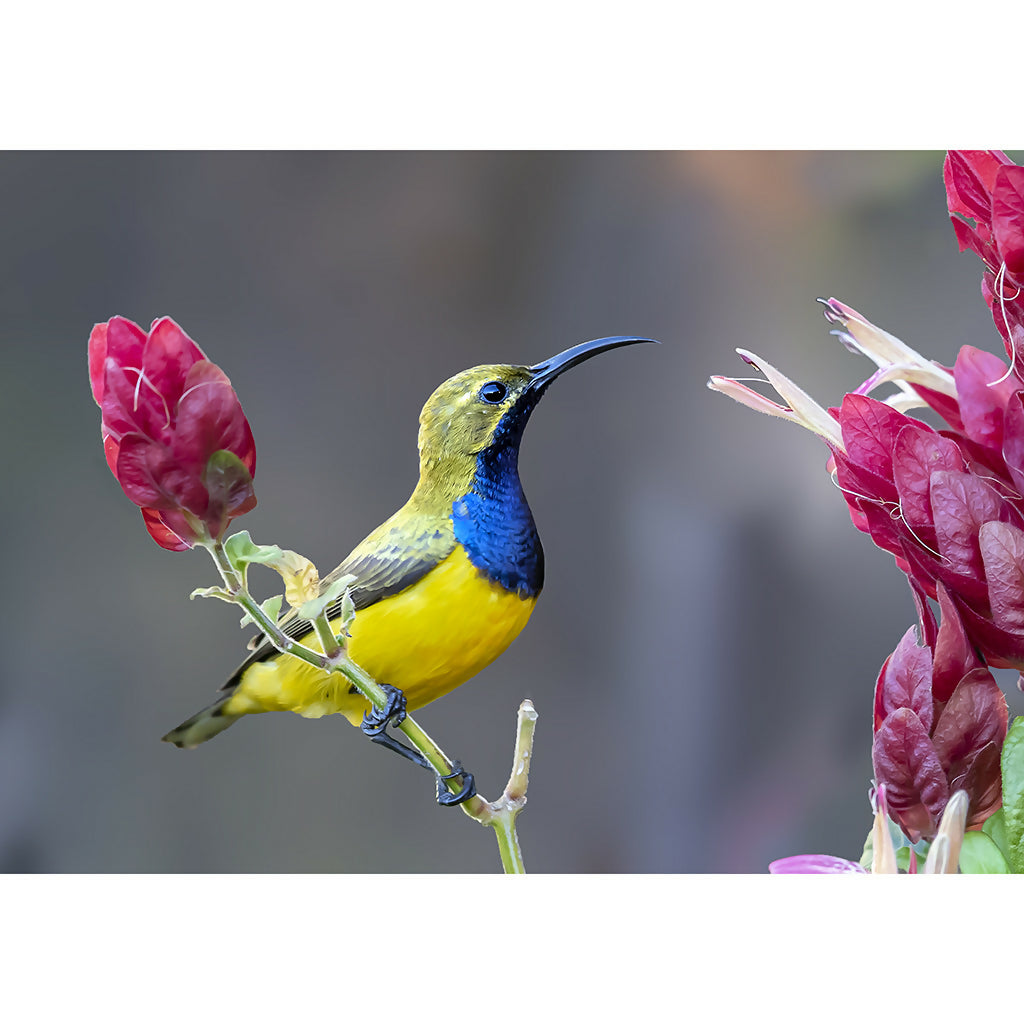 Olive-backed SunbirdA3 copy