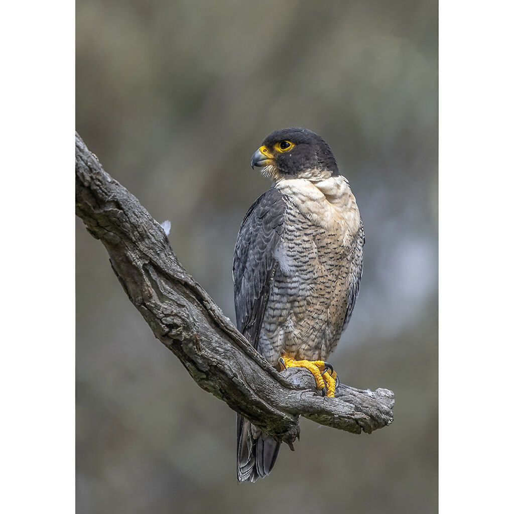 Peregrine Falcon A3