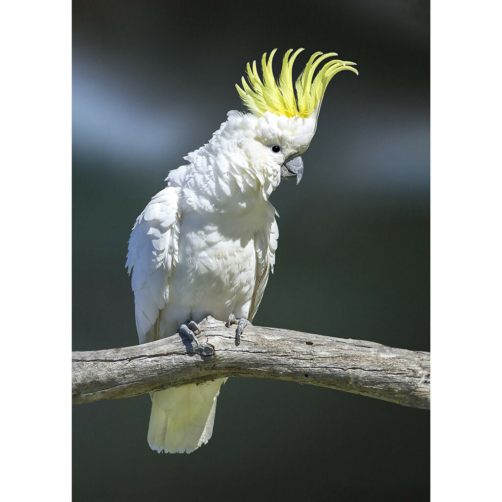 Sulphur Crested Cockatoo A3
