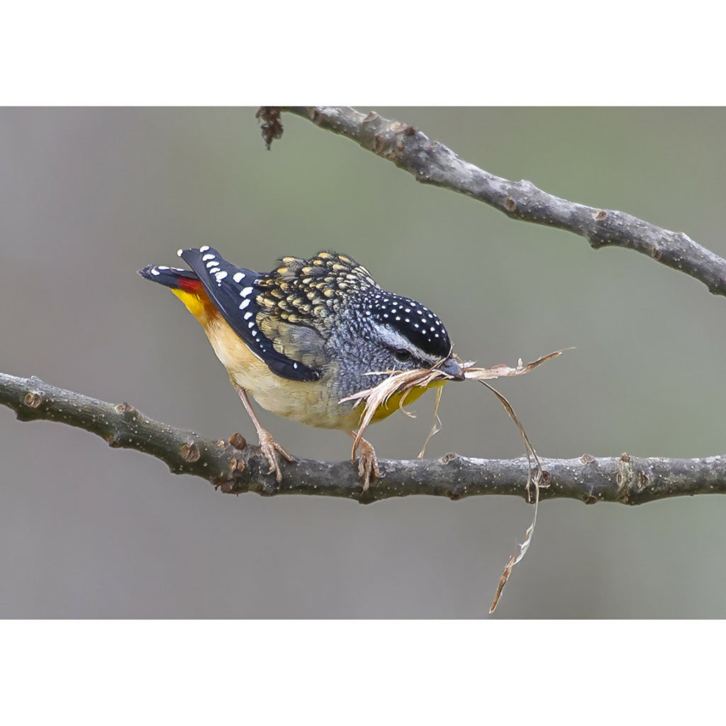 Spotted Pardalote A3 copy
