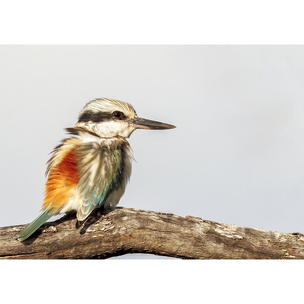 Red-backed Kingfisher A3