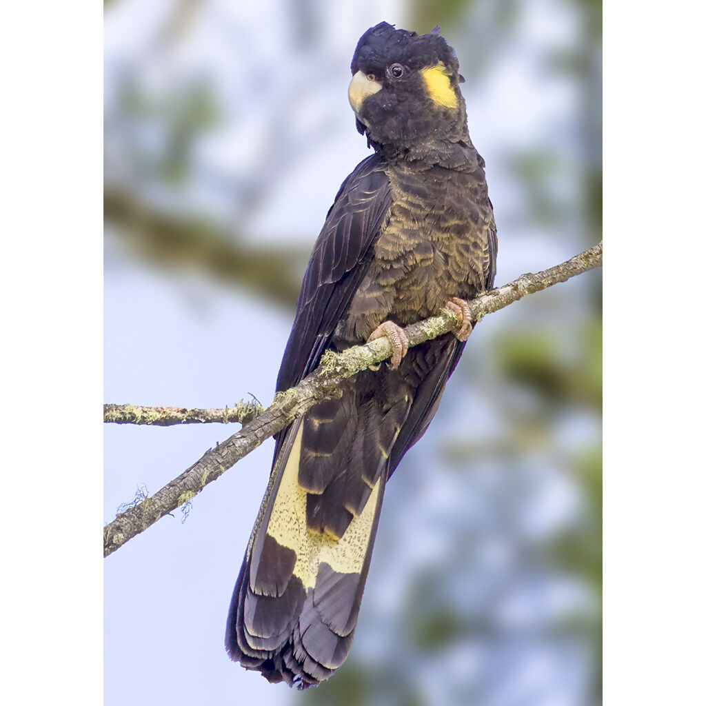 Yellow-tailed Black-cockatoo A3