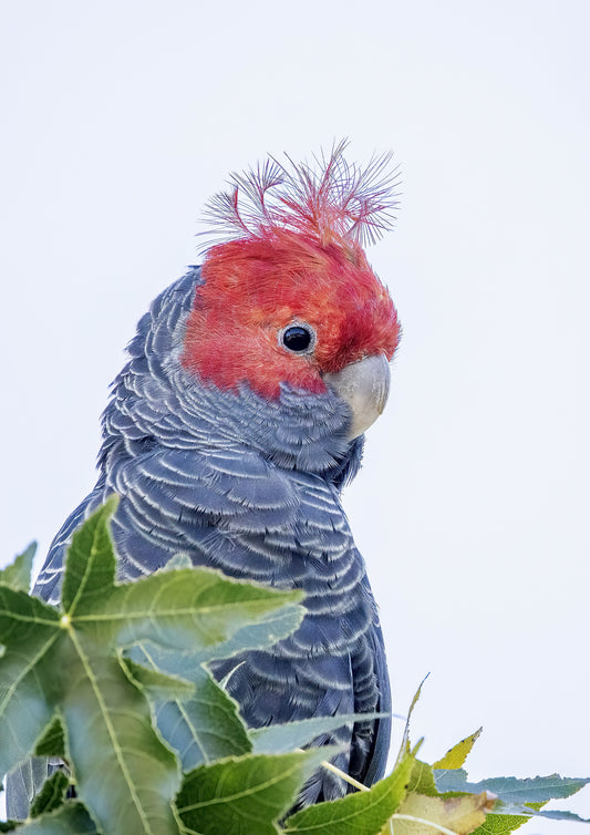 Gang-gang Cockatoo A3