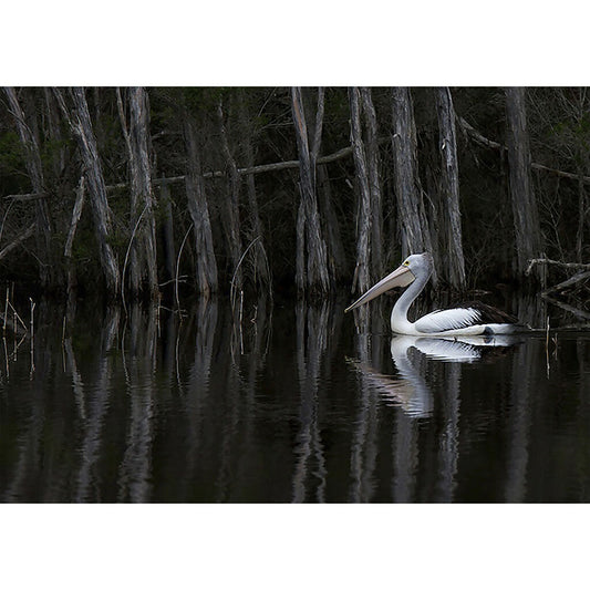 Pelican Ti Tree A3