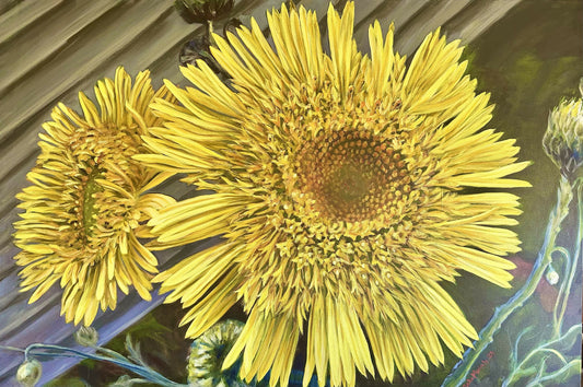 Showy Copper Wire Daisy