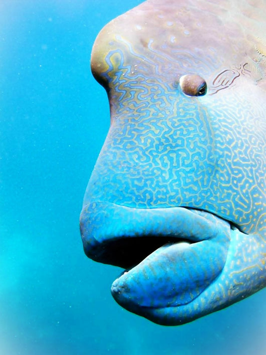 Coral King