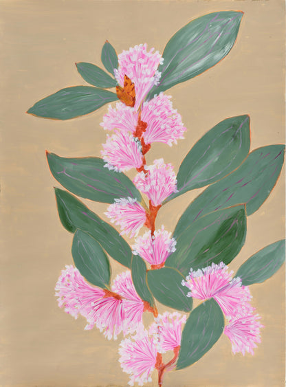 Hakea Neurophylla