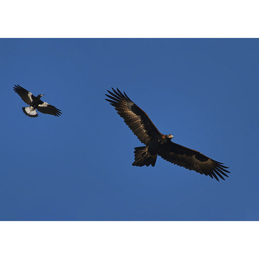 Wedgetail & Magpie A3