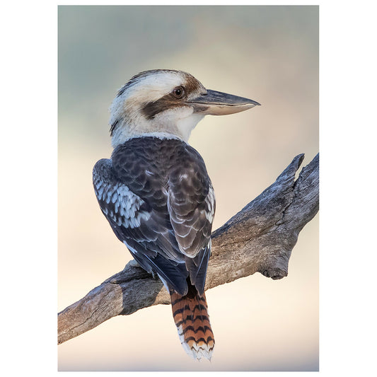 Laughing Kookaburra