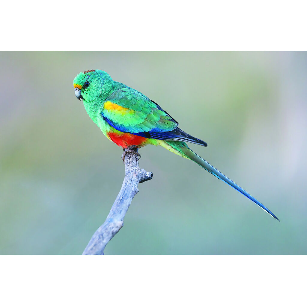 Mulga Parrot