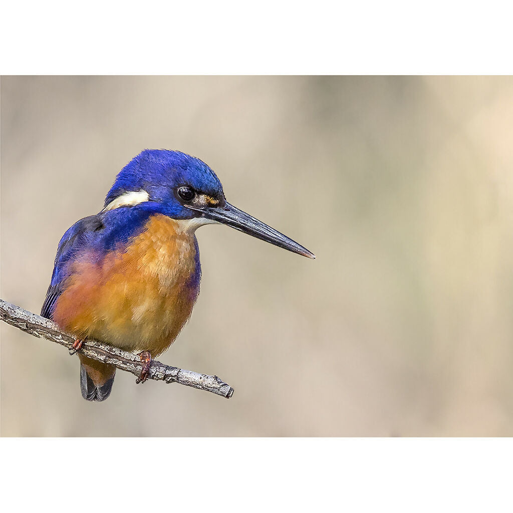 Azure Kingfisher A3