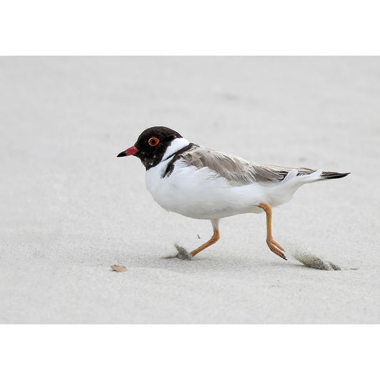 Hooded Plover
