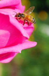 bee