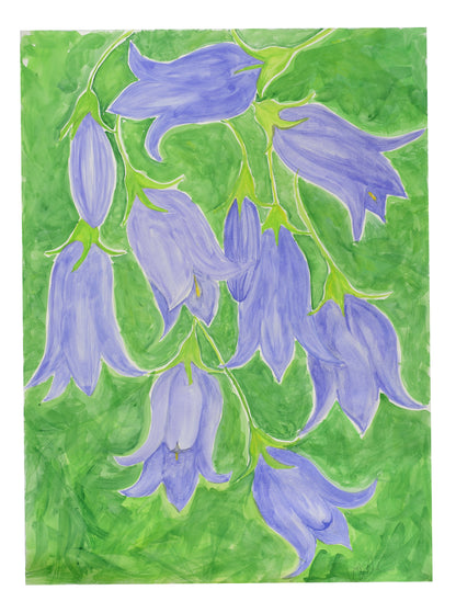 Harebell