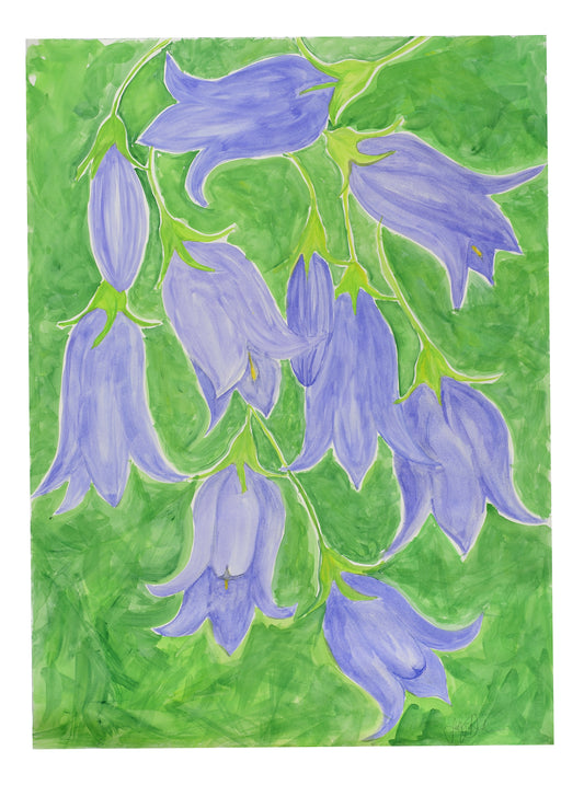 Harebell