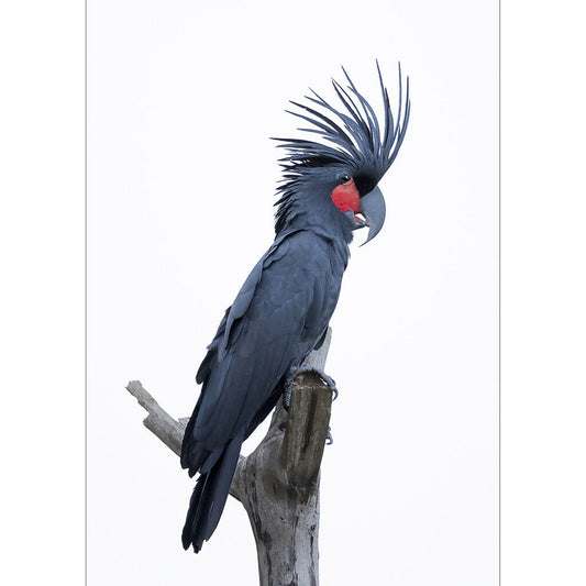 Palm Cockatoo A3