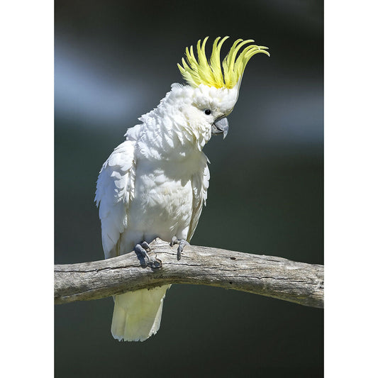 Sulphur Crested Cockatoo A3